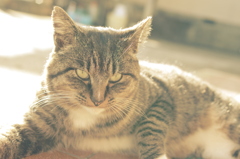 朝日に照らさる強者感