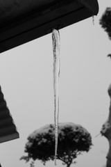 ひょろりひょろりと一本つらら