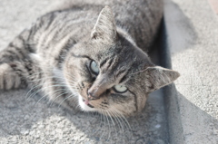 日光浴中だが、構わんよ。