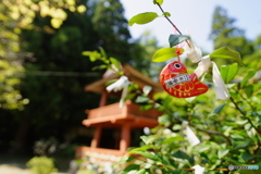 一年安鯛