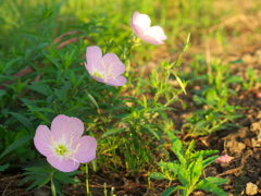 朝焼けに花三輪