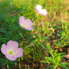 朝焼けに花三輪
