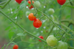 雨の日ミニトマト