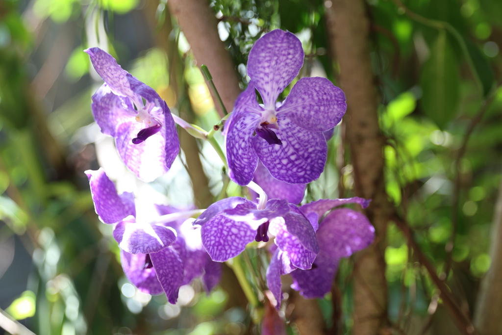 7月24日 大阪万博 ３