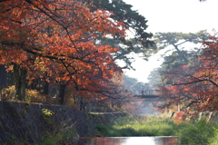 夙川の紅葉 ３