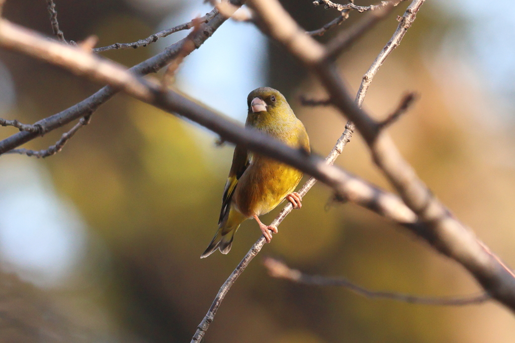 しまった、見つかったか！