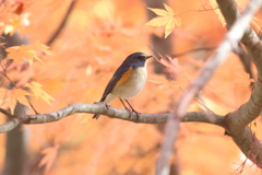 紅葉とルリビタキ