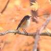 紅葉とルリビタキ