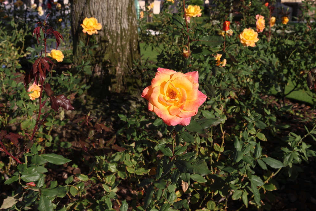 東京ディズニー・ランド ４