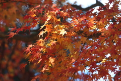 いまさらながら紅葉