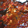 いまさらながら紅葉