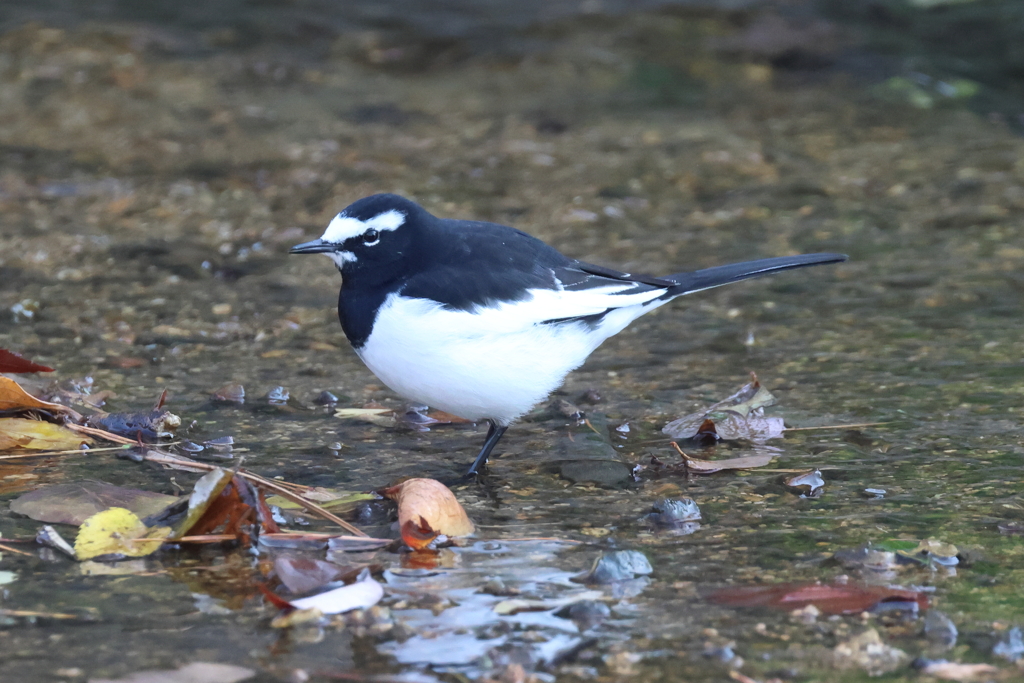 セグロセキレイ