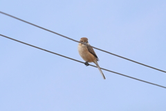 JR梓橋駅のモズ