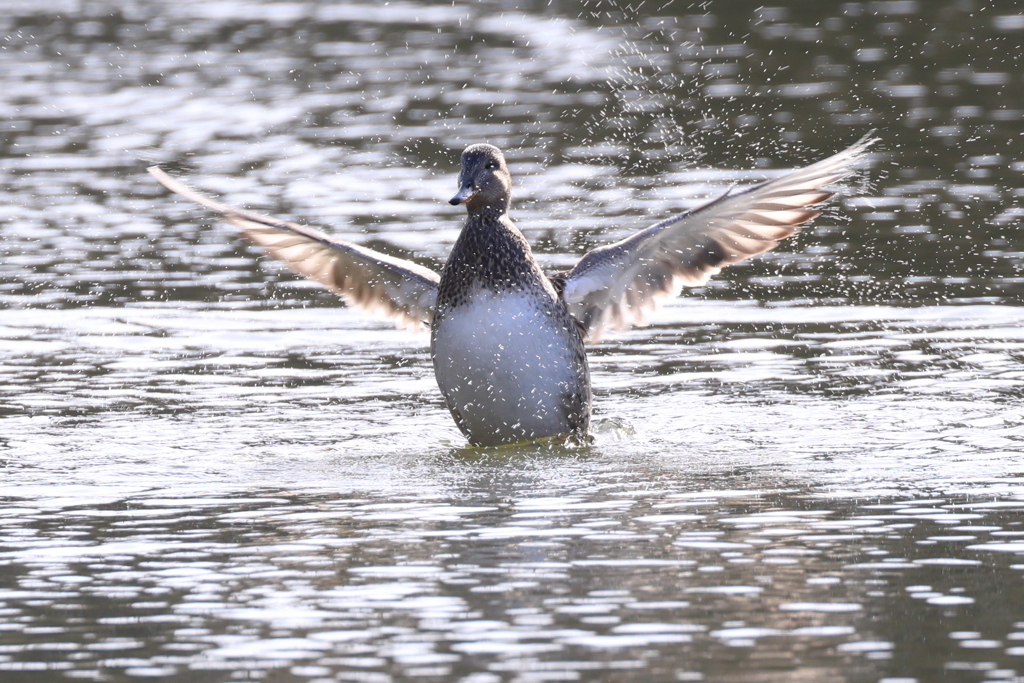 あけましておめでとうございます