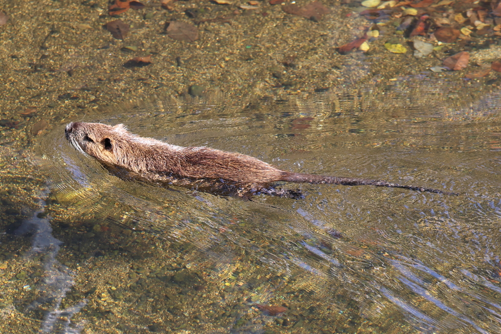 夙川のヌートリア