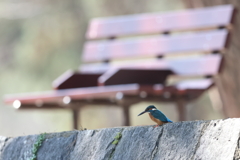 カワセミとベンチ