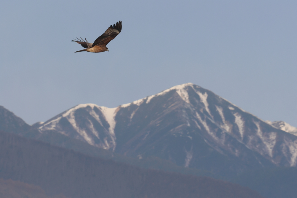 トビと常念岳