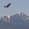 トビと常念岳