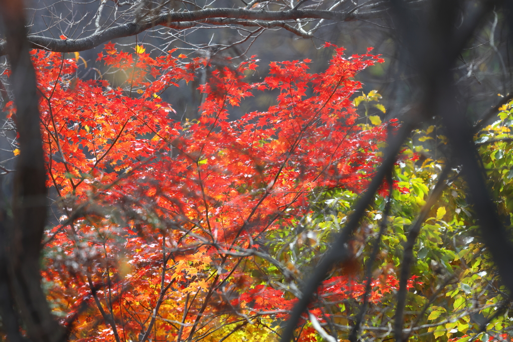 アルプス公園の紅葉