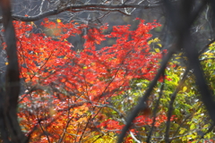アルプス公園の紅葉