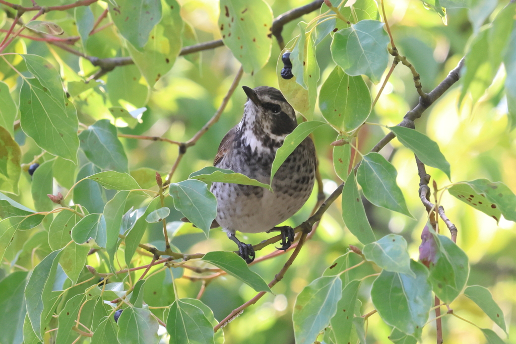 内緒だよ、隠れているのさ