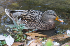 1羽だけのマガモ