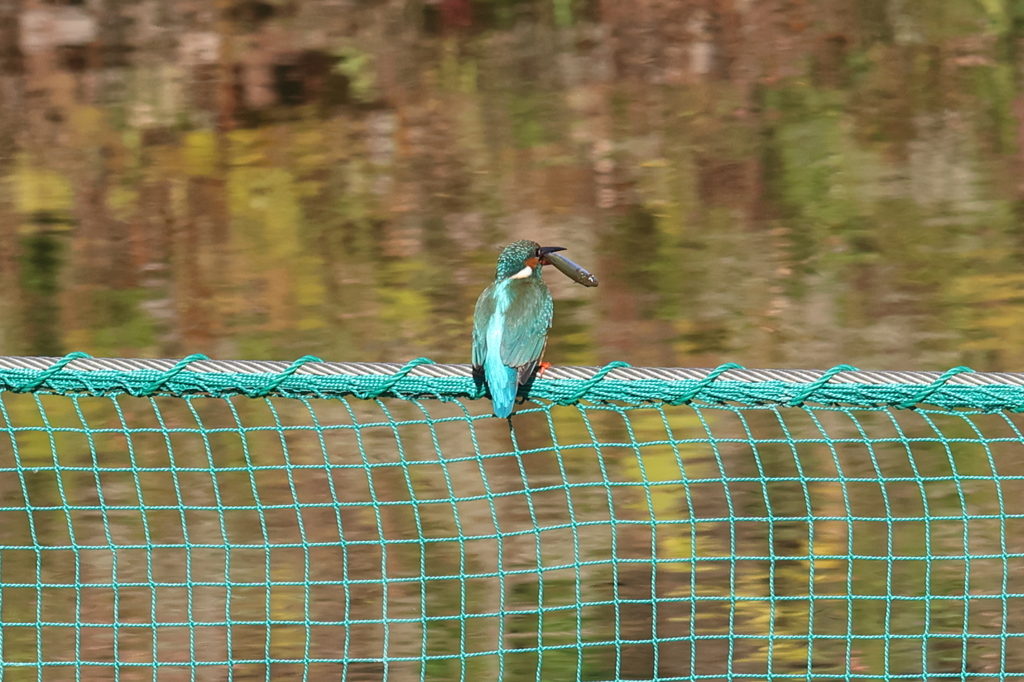 ゲット後の後ろ姿