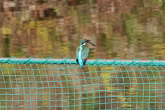 ゲット後の後ろ姿
