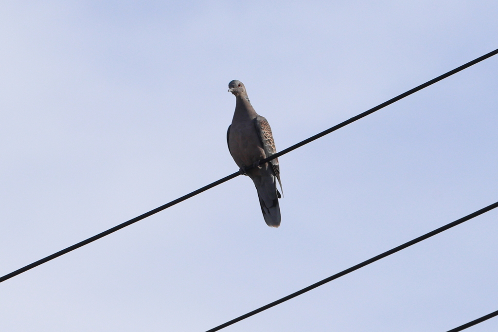 電線のキジバト