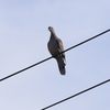 電線のキジバト