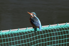 見上げてごらん