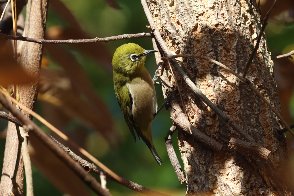 コゲラじゃないよ、メジロだよ