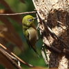 コゲラじゃないよ、メジロだよ