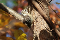 コン、コン、コン、コン！