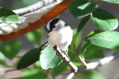 キュートなエナガ