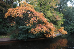 東京ディズニー・ランド ８