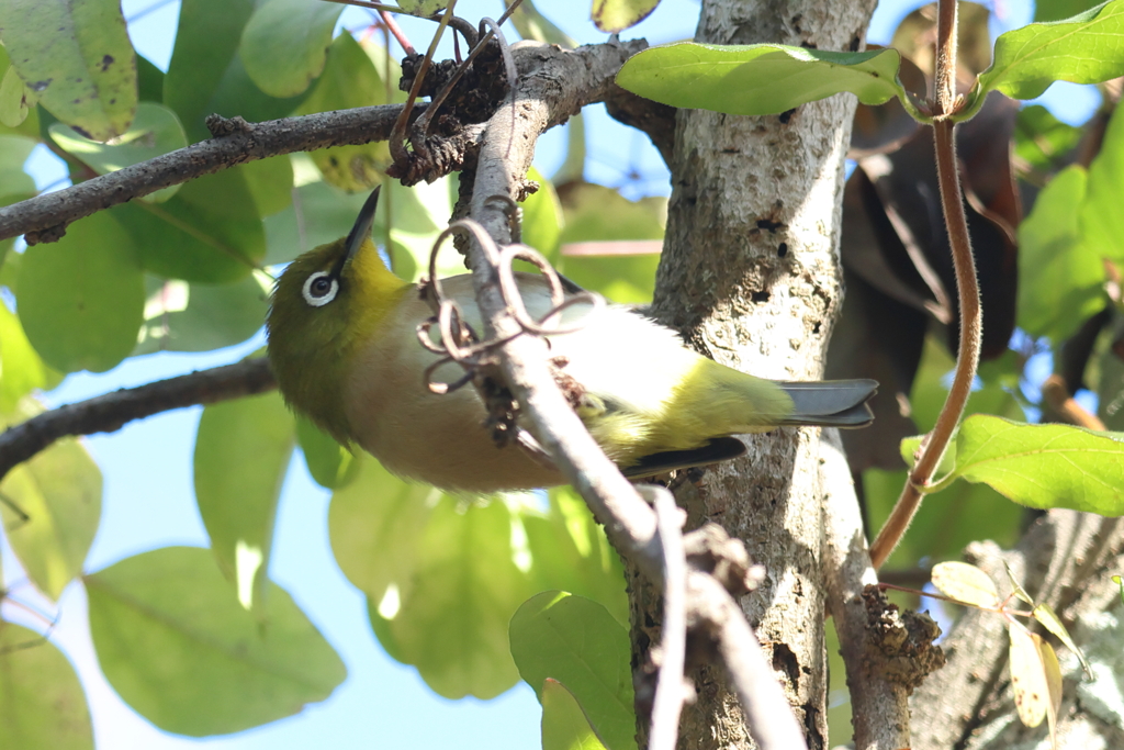 懸垂で鍛えるぞ！
