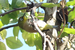 懸垂で鍛えるぞ！