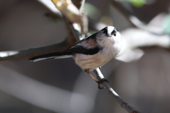 キュートなエナガ その２