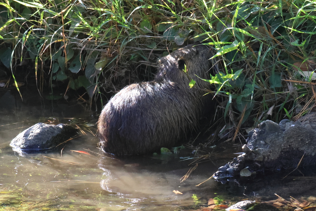 再び夙川でヌートリアに遭遇