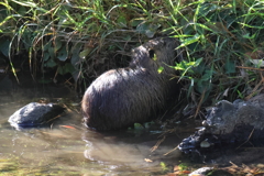 再び夙川でヌートリアに遭遇