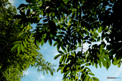 夏の木の影から