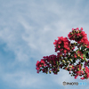 夏の空と百日紅の花