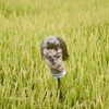 田んぼでポートレート