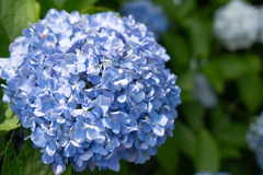 紫陽花 2025