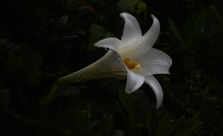 白のしらべ