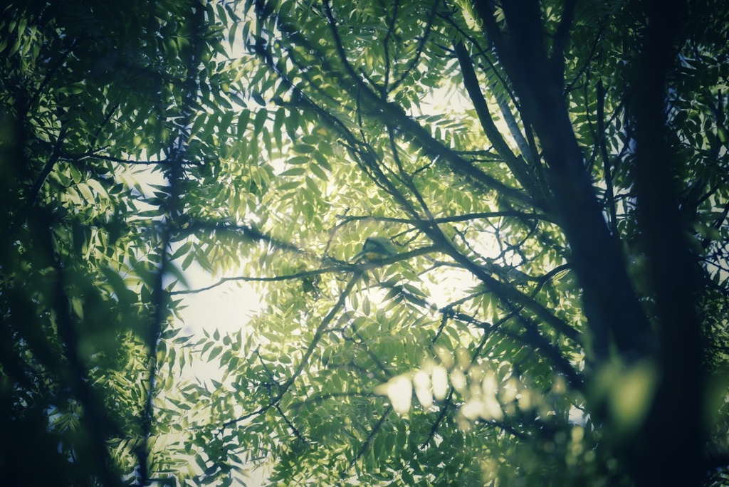 初夏
