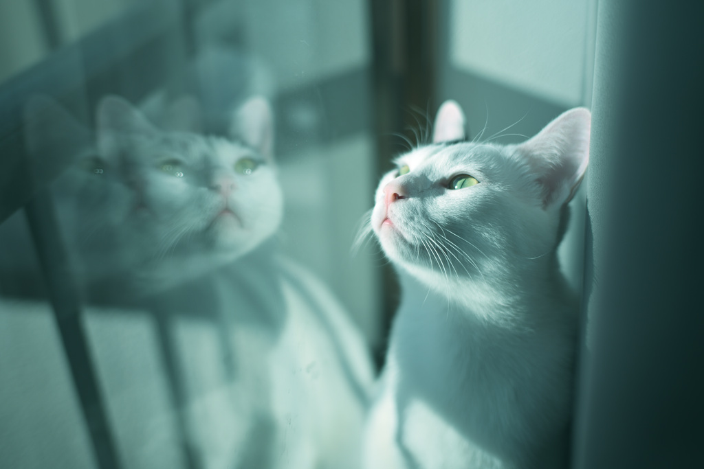 蒼に包まれて ー ポワちゃん