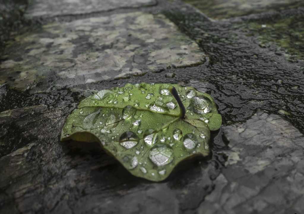 恵みの雨
