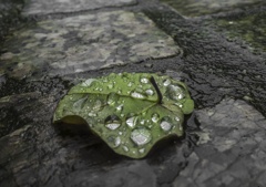 恵みの雨